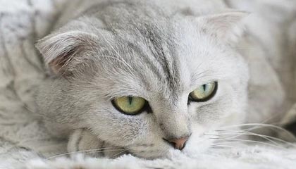 leyu乐鱼体育综合-世界杯中国女足战平 球员技术表现获赞，中国女足世界杯阵容